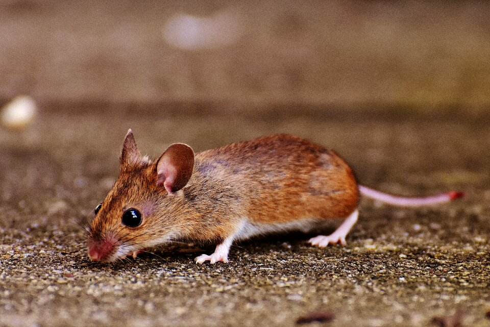 Mammal nager nature