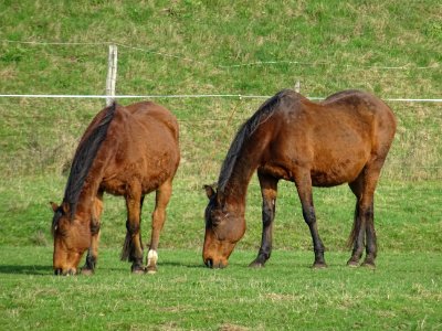Des chevaux entre Dry et Beaugency, Loiret 