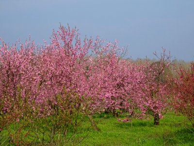 Pêcher commun, Prunus persica, Rosacées, entre Saint-Nicol… 