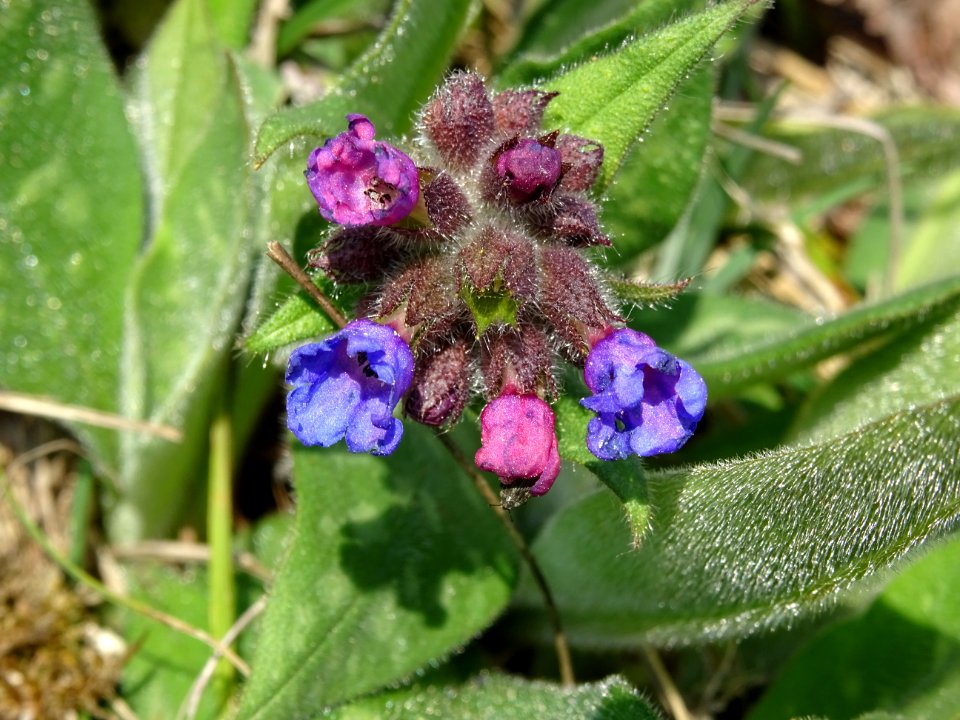 Pulmonaire officinale, Pulmonaria officinalis, Boraginacée… 
