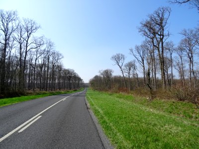 La petite D766 traverse la forêt domaniale de Blois, Loir-… 