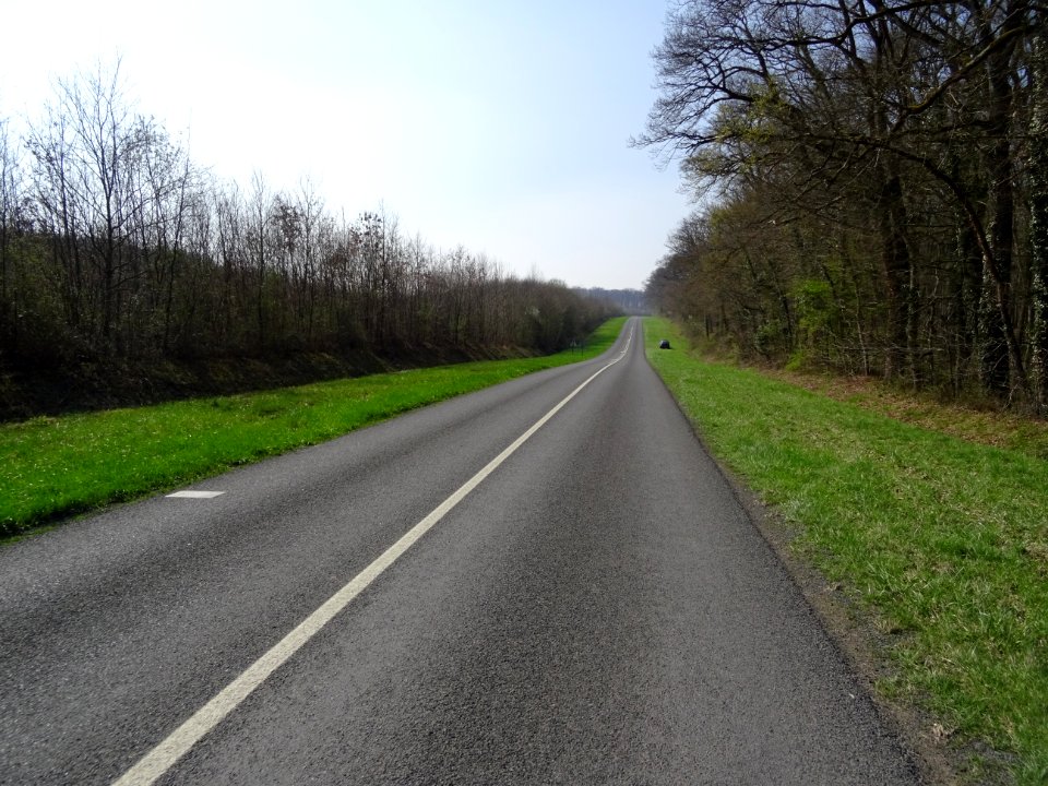 La petite D766 traverse la forêt domaniale de Blois, Loir-… 