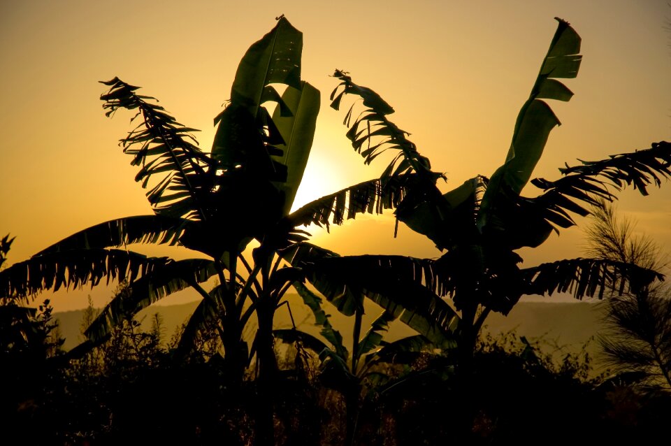 Sunset yellow tropical