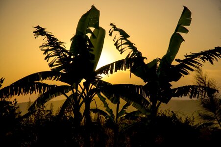 Sunset yellow tropical
