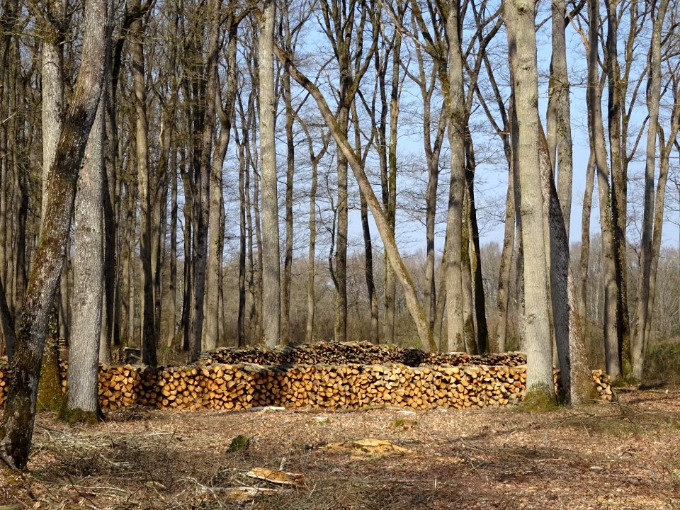 Coupes de bois, dans la forêt domaniale de Blois, Loir-et-… 