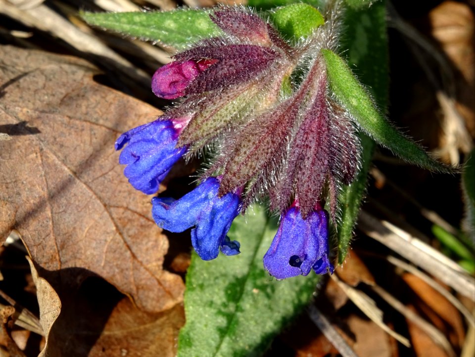 Pulmonaire officinale, Pulmonaria officinalis, Boraginacée… 