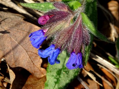 Pulmonaire officinale, Pulmonaria officinalis, Boraginacée… 