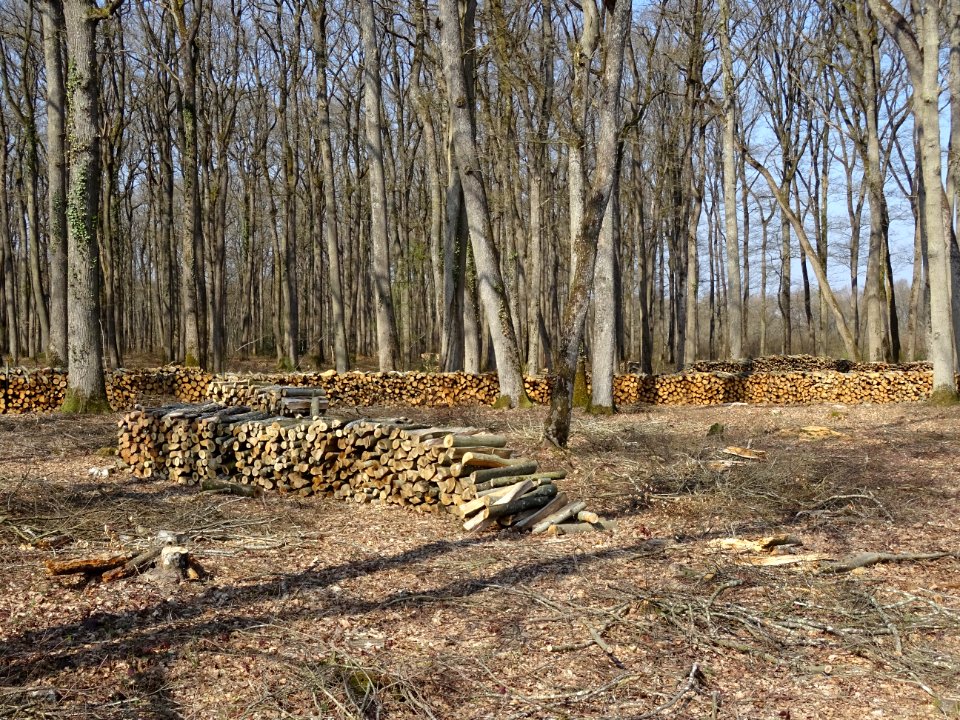 Coupes de bois, dans la forêt domaniale de Blois, Loir-et-… 