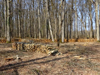 Coupes de bois, dans la forêt domaniale de Blois, Loir-et-… 