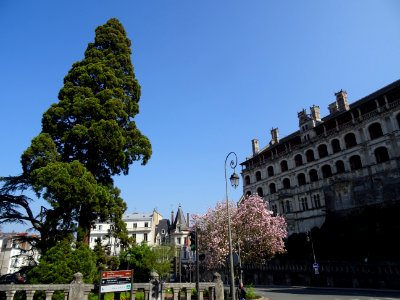 Magnolia en fleur, square Victor Hugo, Blois, Loir-et-Cher… 