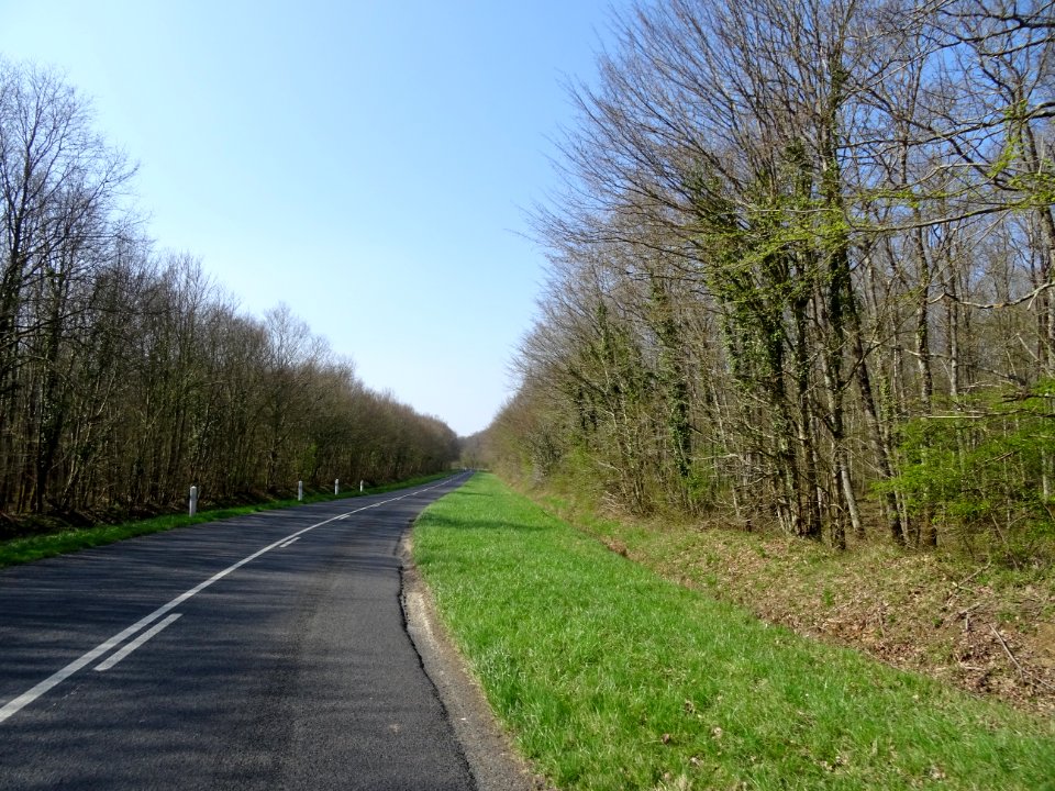 La petite D766 traverse la forêt domaniale de Blois, Loir-… 