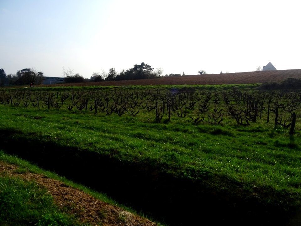 Des vignes du Château des Armuseries, Rochecorbon, Indre-e… 