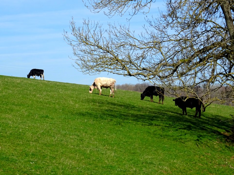 Vaches au pré, avant Linay, Ardennes 