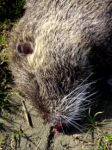 Détail de la tête d'un ragondin percuté par un véhicule, g… 