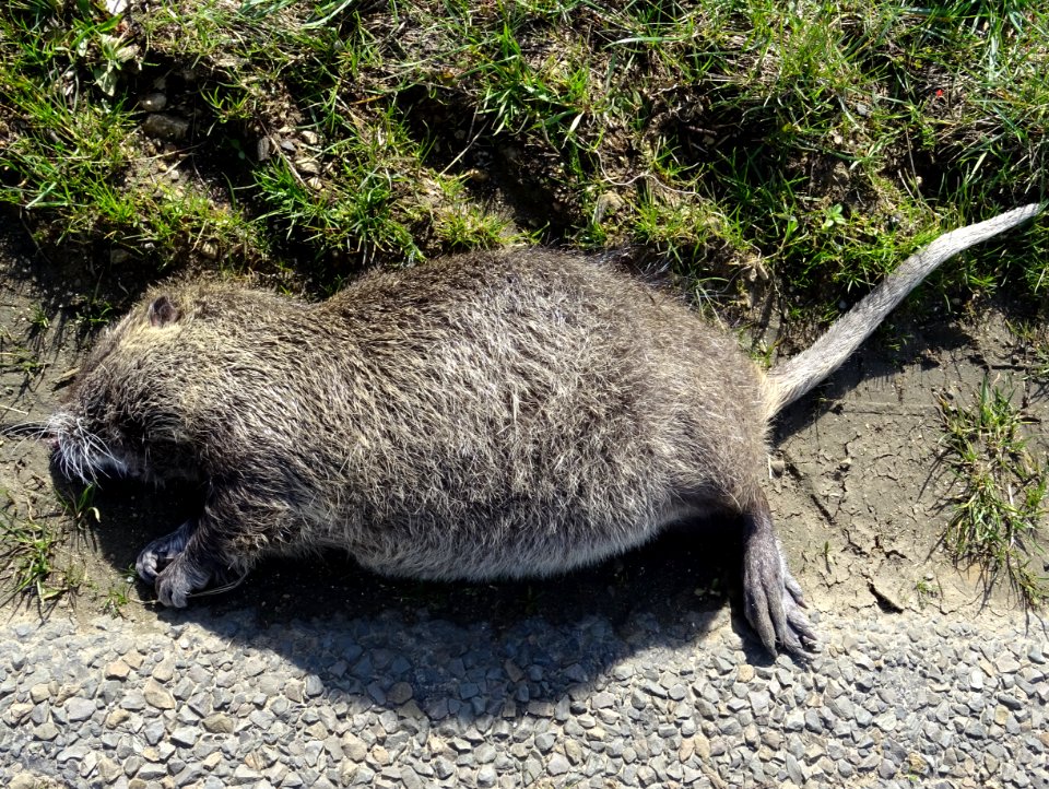 Un ragondin percuté par un véhicule, gît sur le côté de la… 