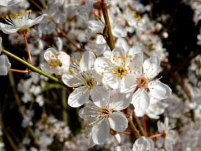 Prunier-cerise, Prunus cerasifera, Rosacées 