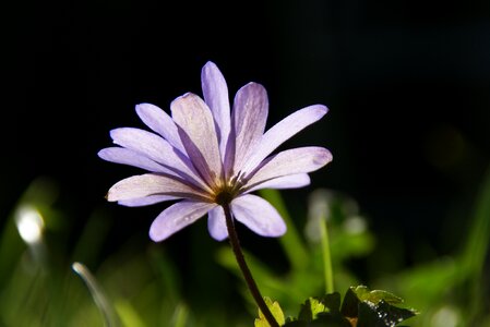 Flower purple violet