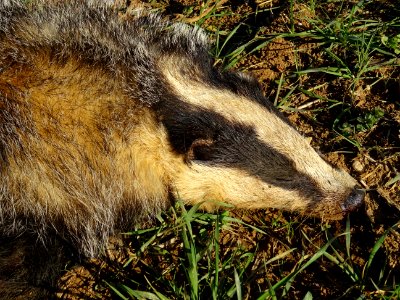 Un blaireau percuté par un véhicule gît au bord de la rout… 