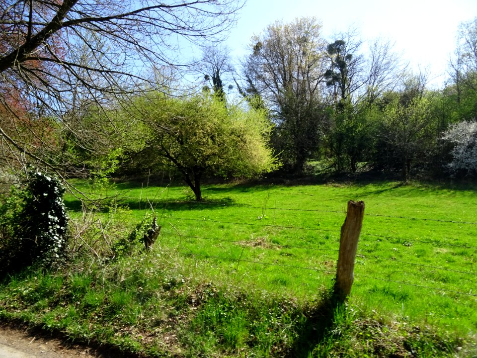 La nature au printemps, Ardennes 
