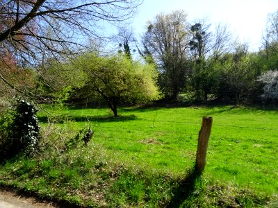 La nature au printemps, Ardennes 