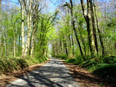 Cette petite route s'appelle Rue de la Garenne et file à… 