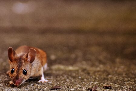 Mammal nager nature