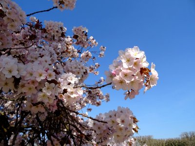 Cerisier en fleurs du Japon, Prunus serrulata var. spontan… 