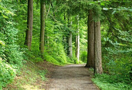 Nature trees trail photo