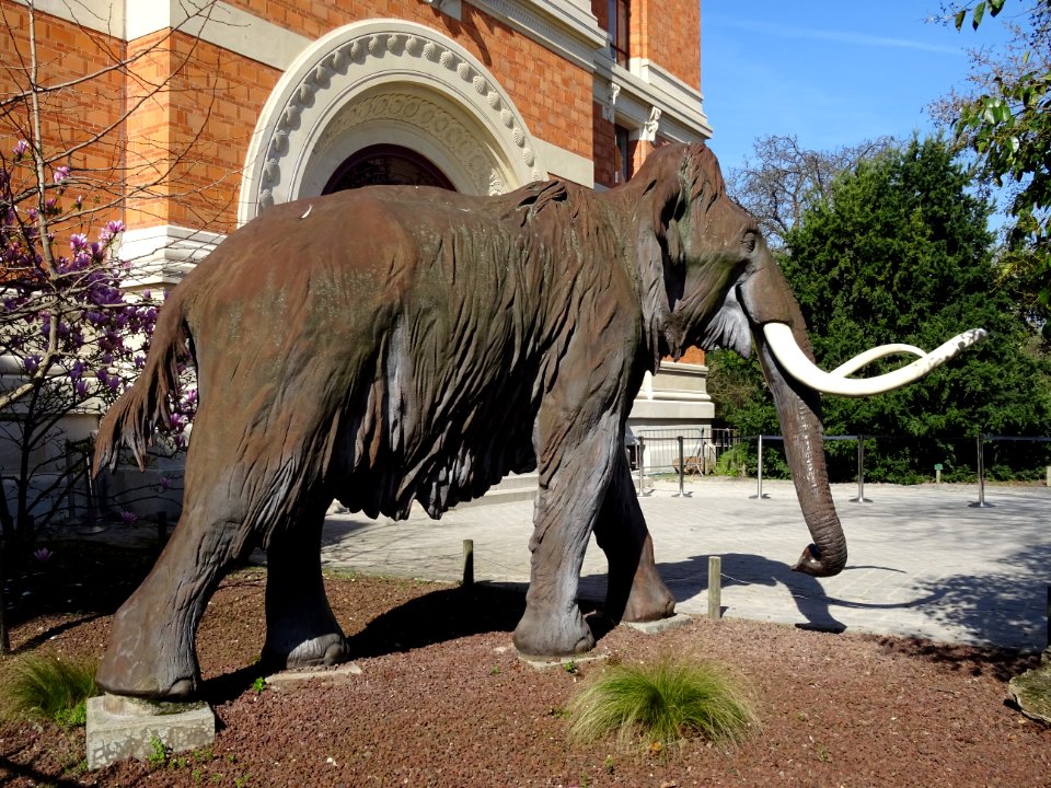 Statue de mammouth devant le Museum National d'Histoire Na… 