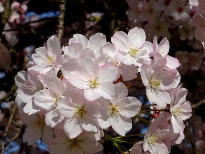Cerisier en fleurs du Japon, Prunus serrulata var. spontan… 