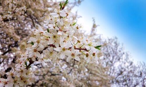 The delicacy blooms nature