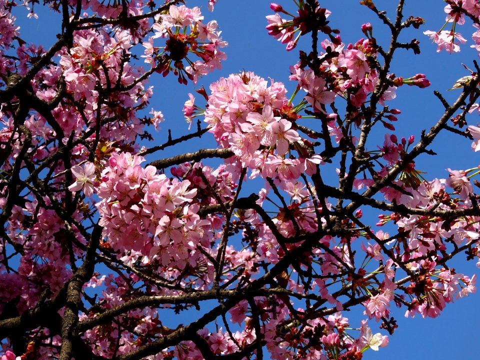 Cerisier fleurs du Japon, Prunus * serratula Choshu-Hizak… | Flickr