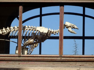 Squelette de dinosaure, dans le Museum National d'Histoire… 