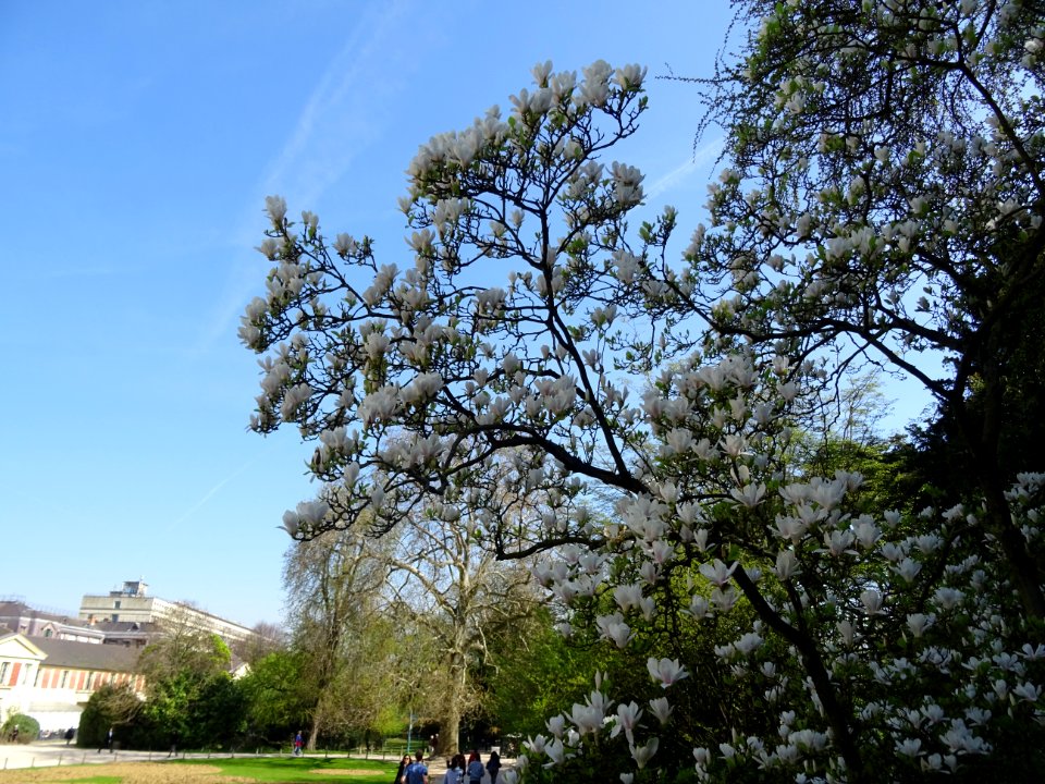 Magnolia de Soulange, Magnolia * soulangeana, Magnoliacées… 