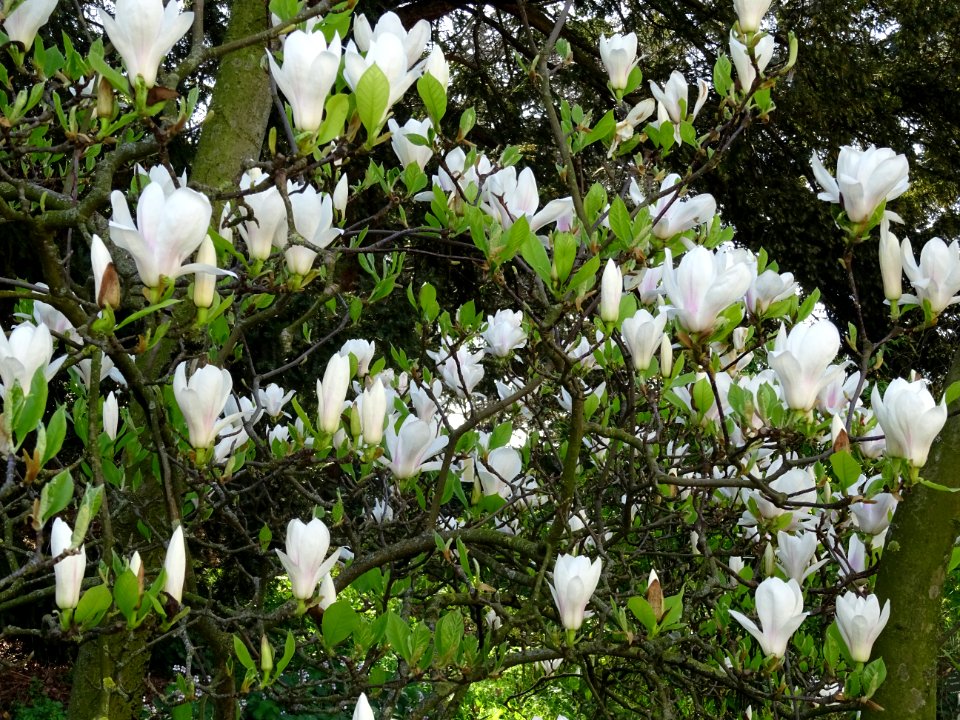 Magnolia de Soulange, Magnolia * soulangeana, Magnoliacées… 