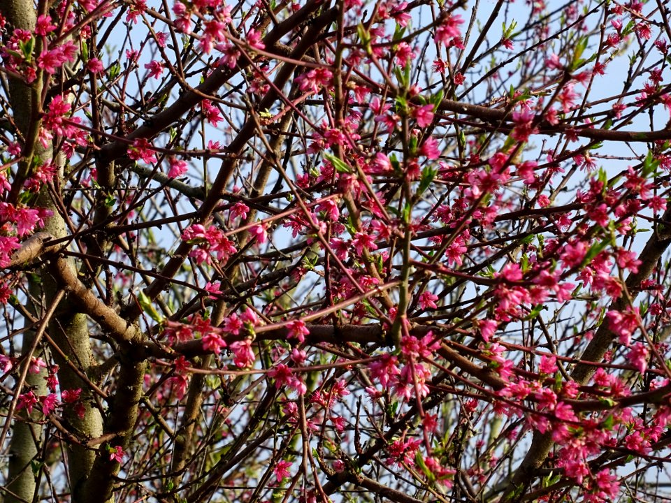 Pêcher commun, Prunus persica, Rosacées, entre Saint-Nicol… 