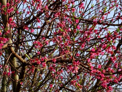 Pêcher commun, Prunus persica, Rosacées, entre Saint-Nicol… 