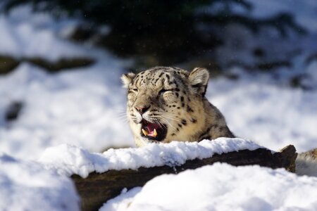 Mammal winter snow