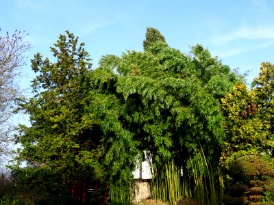 Jardin des Plantes, avenue de Saint-Mesmin, Orléans, Loire… 
