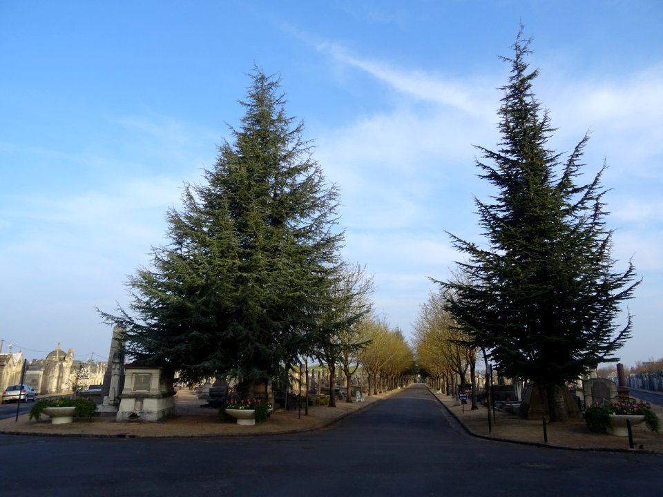 Cèdres dans le Grand cimetière d'Orléans, Orléans, Loiret 