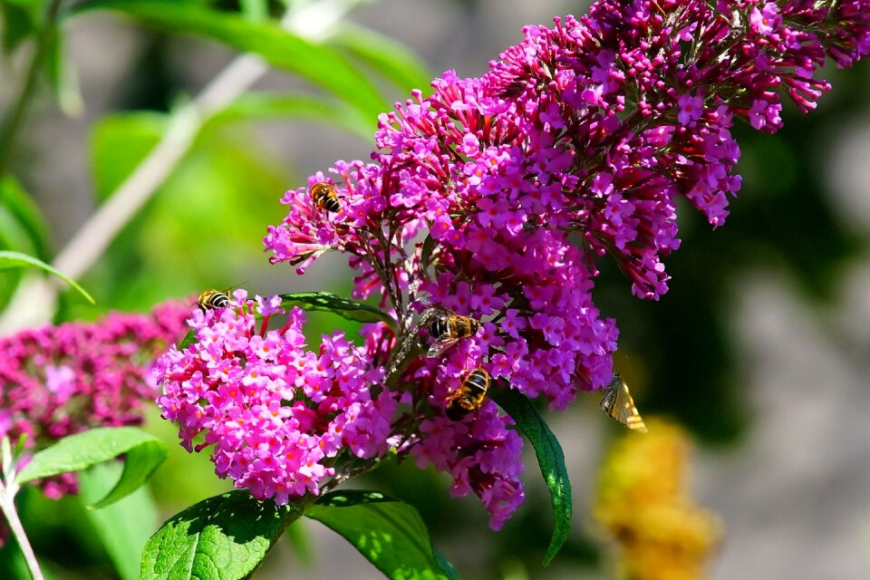 Purple bees summer