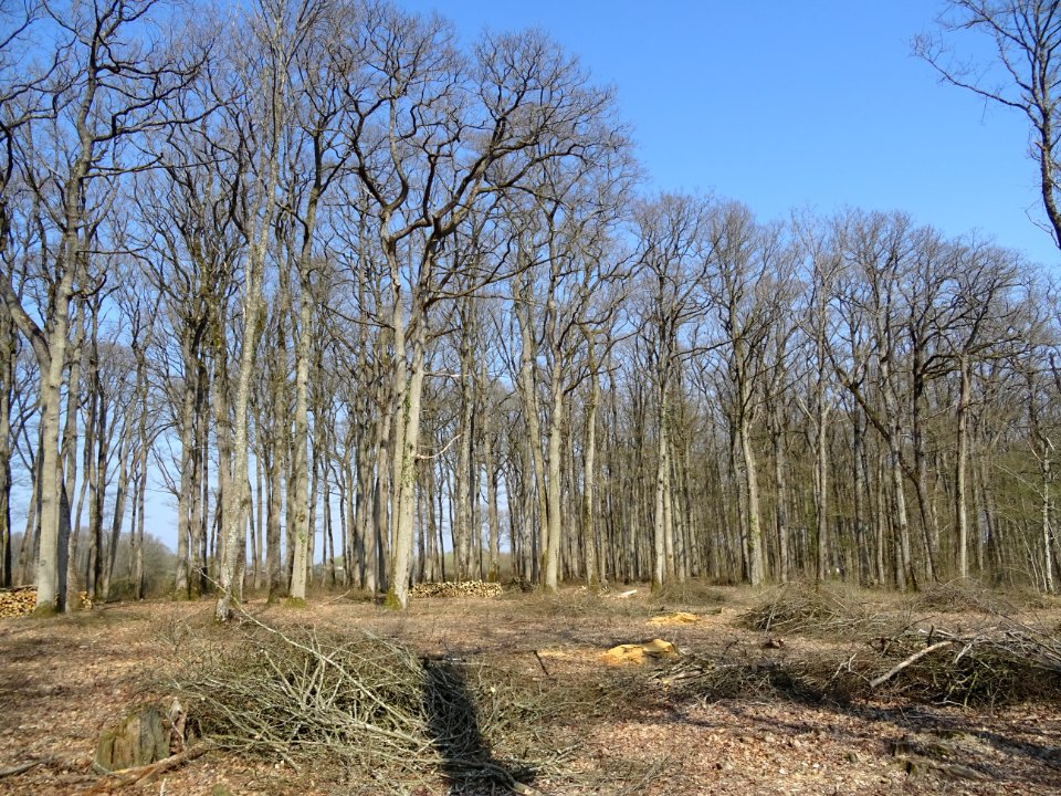 Coupes de bois, dans la forêt domaniale de Blois, Loir-et-… 