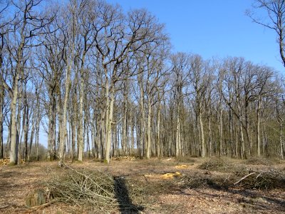 Coupes de bois, dans la forêt domaniale de Blois, Loir-et-… 