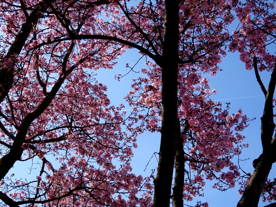 Cerisier fleurs du Japon, Prunus * serratula Choshu-Hizak… | Flickr