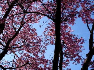Cerisier fleurs du Japon, Prunus * serratula Choshu-Hizak… | Flickr
