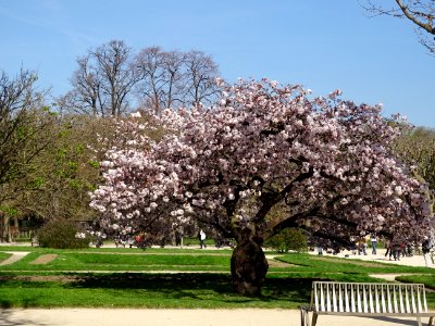 Cerisier en fleurs du Japon, Prunus serrulata var. spontan… 