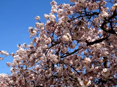 Cerisier en fleurs du Japon, Prunus serrulata var. spontan… 