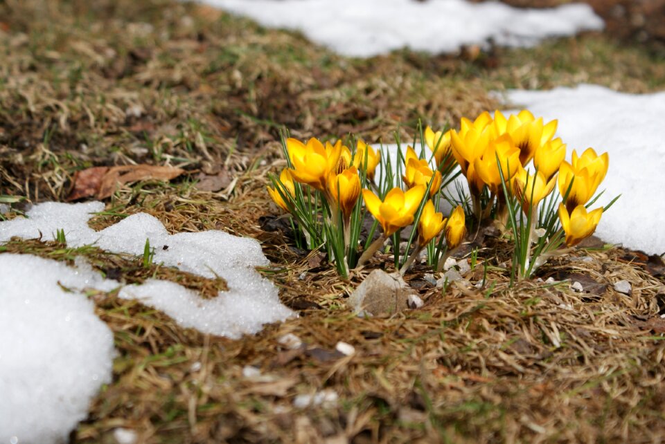 Snow flowers yellow photo