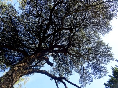 Cèdre du Liban, Cedrus libani, Pinacées, dans le jardin de… 
