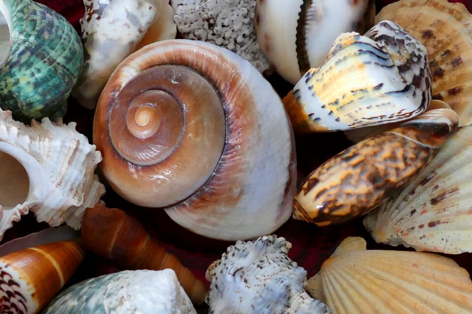 Beach vacation sea shells photo